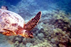 Super Turtle!!! Nikonus-V by Chris Lawford 